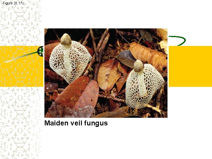 Figure 31. 17 c Maiden veil fungus 