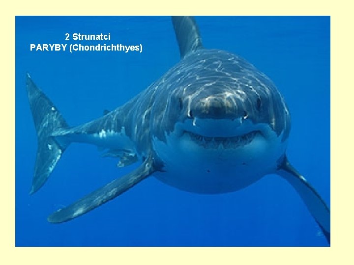 2 Strunatci PARYBY (Chondrichthyes) 