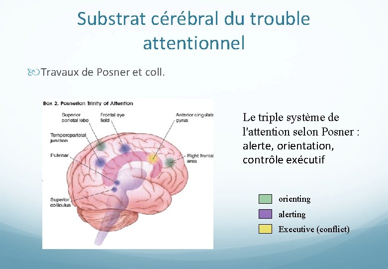Substrat cérébral du trouble attentionnel Travaux de Posner et coll. Le triple système de