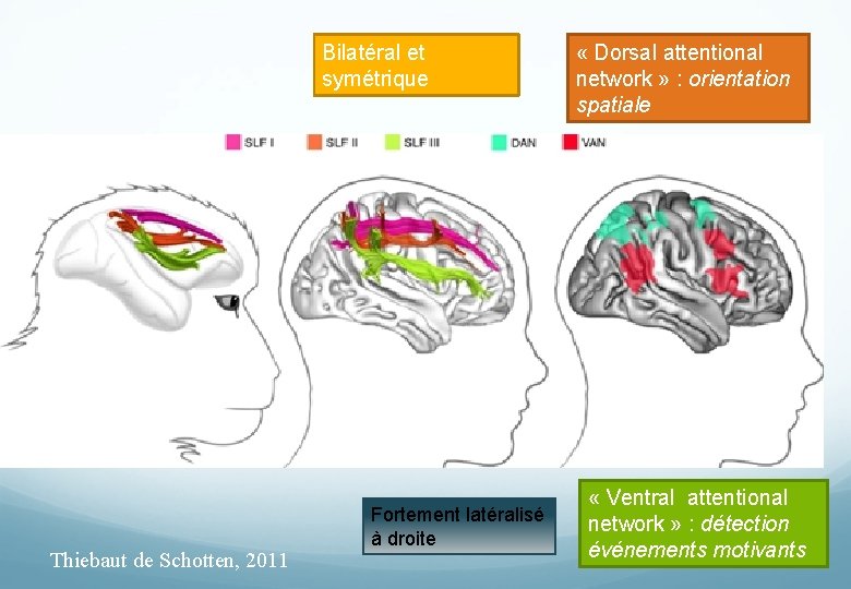 Bilatéral et symétrique Thiebaut de Schotten, 2011 Fortement latéralisé à droite « Dorsal attentional