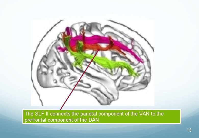 The SLF II connects the parietal component of the VAN to the prefrontal component
