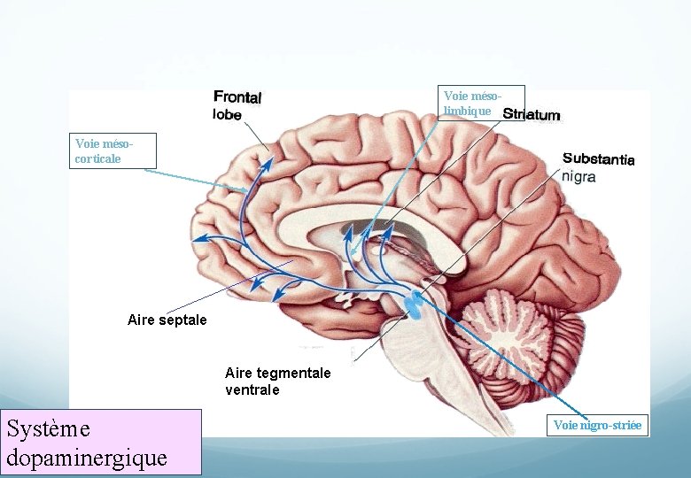 Voie mésolimbique Voie mésocorticale Aire septale Aire tegmentale ventrale Système dopaminergique Voie nigro-striée 