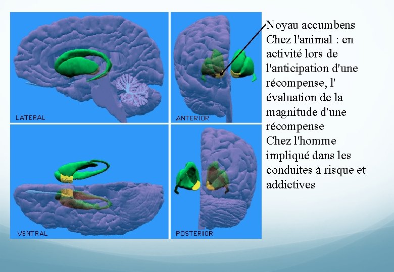 Noyau accumbens Chez l'animal : en activité lors de l'anticipation d'une récompense, l' évaluation