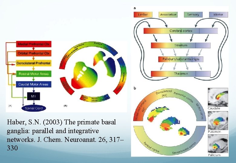 Haber, S. N. (2003) The primate basal ganglia: parallel and integrative networks. J. Chem.