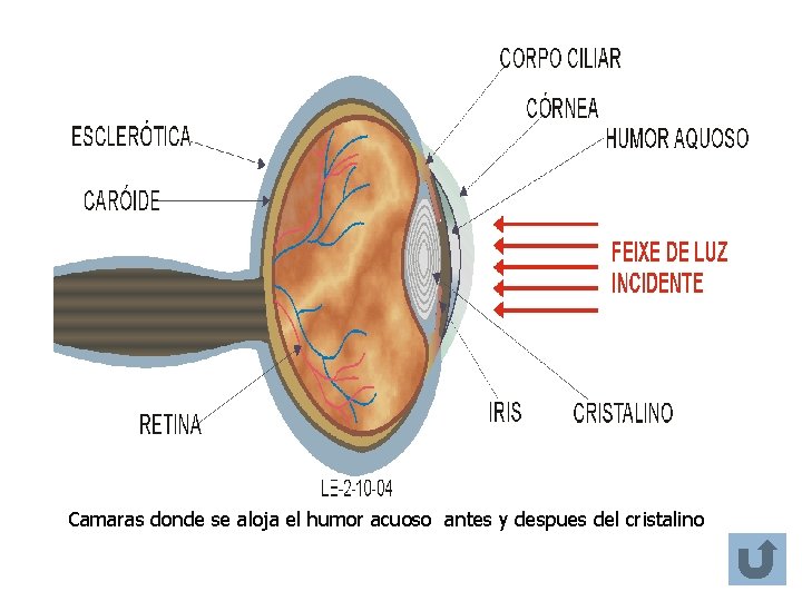 Camaras donde se aloja el humor acuoso antes y despues del cristalino Camaras donde se aloja el humor acuoso antes y despues del cristalino