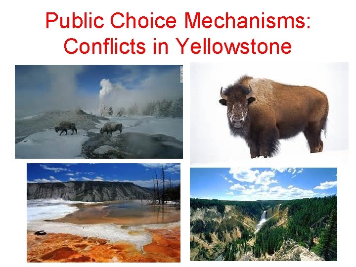 Public Choice Mechanisms: Conflicts in Yellowstone 