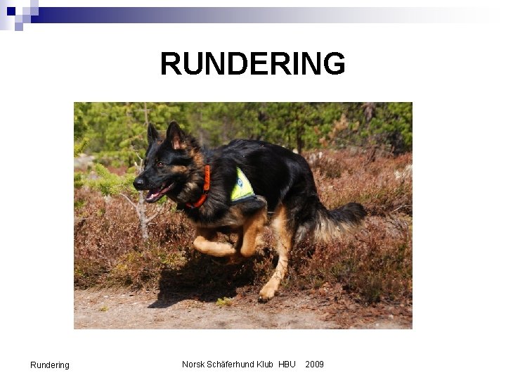 RUNDERING Rundering Norsk Schäferhund Klub HBU 2009 