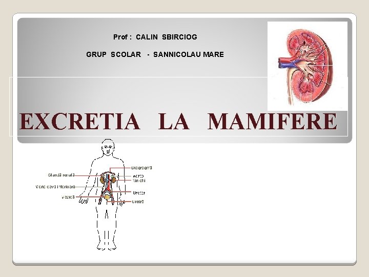 Prof : CALIN SBIRCIOG GRUP SCOLAR - SANNICOLAU MARE EXCRETIA LA MAMIFERE 