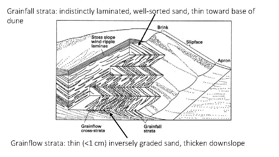 Grainfall strata: indistinctly laminated, well-sorted sand, thin toward base of dune Grainflow strata: thin