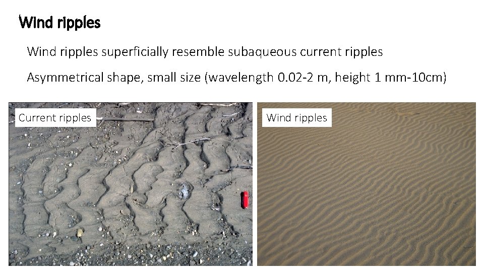 Wind ripples superficially resemble subaqueous current ripples Asymmetrical shape, small size (wavelength 0. 02