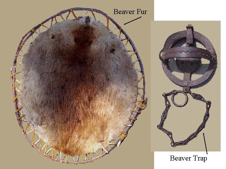 Beaver Fur Beaver Trap 