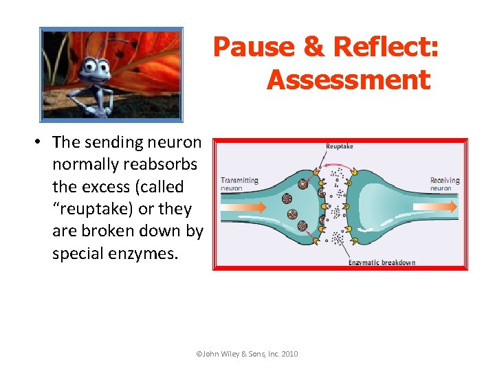 Lecture Overview Neural Bases of Behavior Nervous System