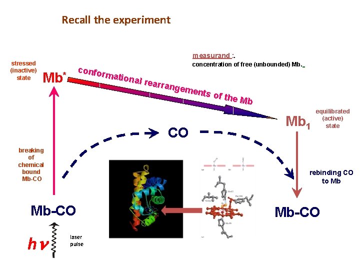 Recall the experiment measurand : . stressed (inactive) state concentration of free (unbounded) Mb.