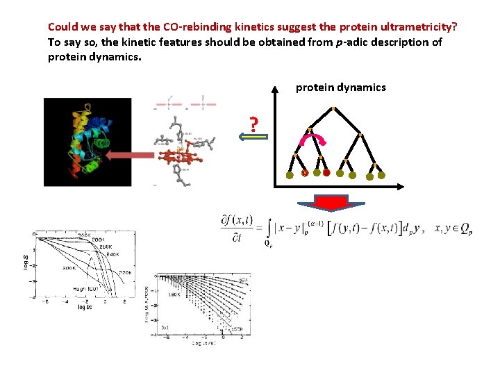 Could we say that the CO-rebinding kinetics suggest the protein ultrametricity? To say so,