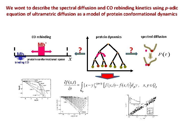 We wont to describe the spectral diffusion and CO rebinding kinetics using p-adic equation