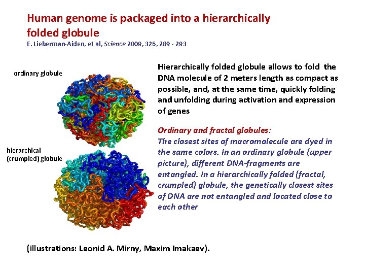 Human genome is packaged into a hierarchically folded globule E. Lieberman-Aiden, et al, Science