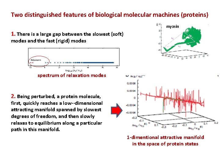 Two distinguished features of biological molecular machines (proteins) myosin 1. There is a large