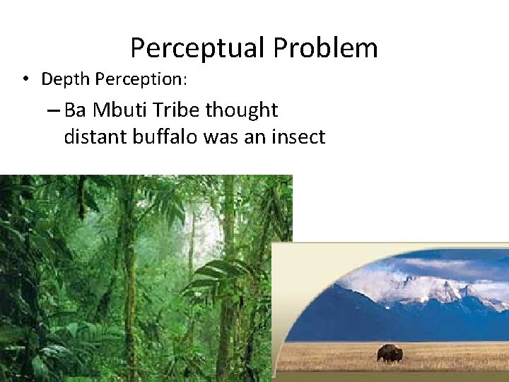 Perceptual Problem • Depth Perception: – Ba Mbuti Tribe thought distant buffalo was an