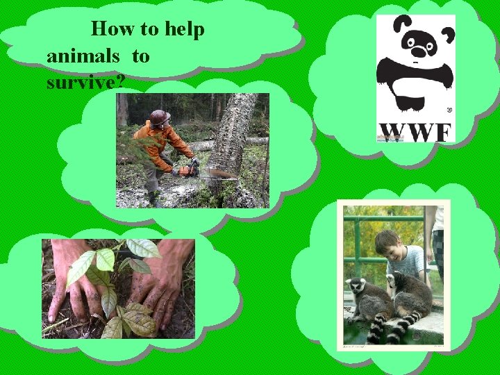 How to help animals to survive? 