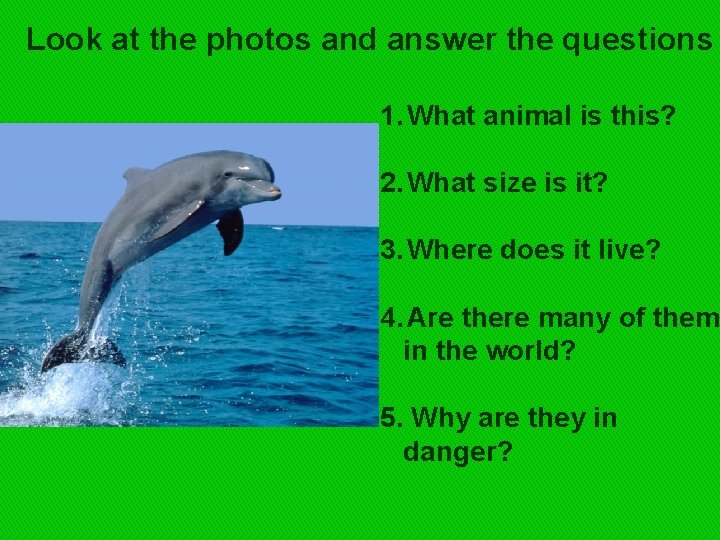 Look at the photos and answer the questions 1. What animal is this? 2.