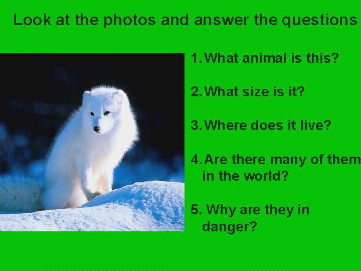 Look at the photos and answer the questions 1. What animal is this? 2.