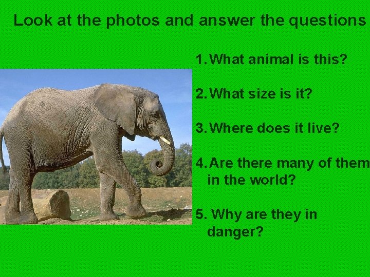 Look at the photos and answer the questions 1. What animal is this? 2.