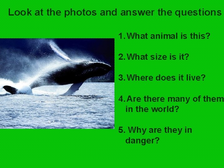 Look at the photos and answer the questions 1. What animal is this? 2.