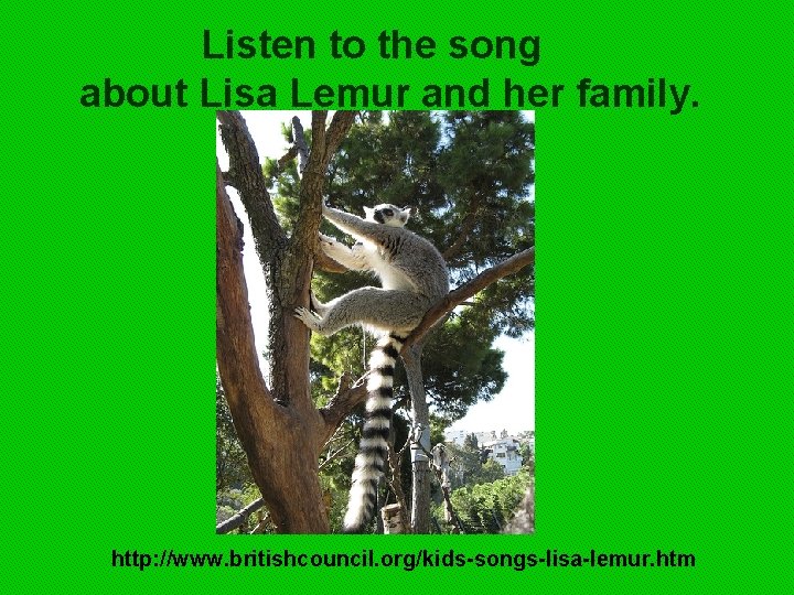 Listen to the song about Lisa Lemur and her family. http: //www. britishcouncil. org/kids-songs-lisa-lemur.