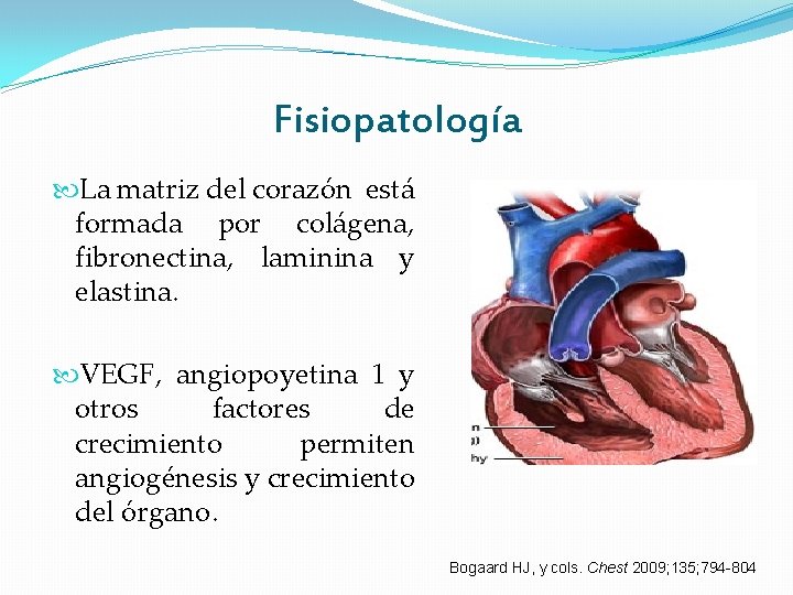 Fisiopatología La matriz del corazón está formada por colágena, fibronectina, laminina y elastina. VEGF, Fisiopatología La matriz del corazón está formada por colágena, fibronectina, laminina y elastina. VEGF,