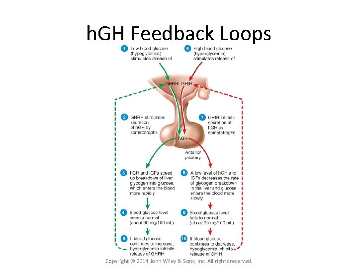 h. GH Feedback Loops Copyright © 2014 John Wiley & Sons, Inc. All rights