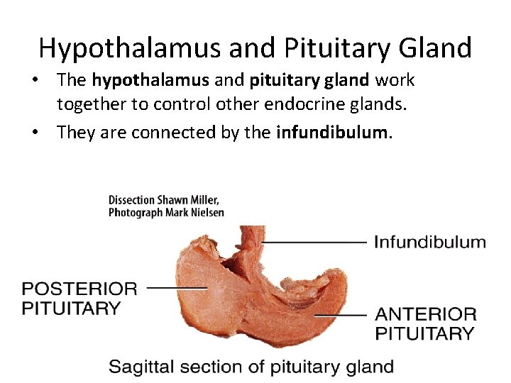 Hypothalamus and Pituitary Gland • The hypothalamus and pituitary gland work together to control