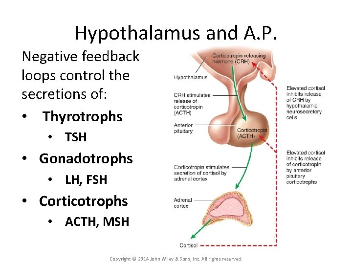 Hypothalamus and A. P. Negative feedback loops control the secretions of: • Thyrotrophs •