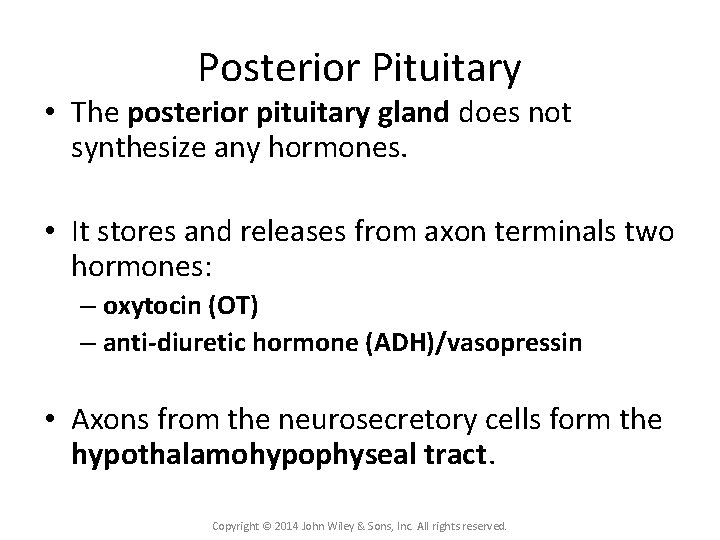 Posterior Pituitary • The posterior pituitary gland does not synthesize any hormones. • It