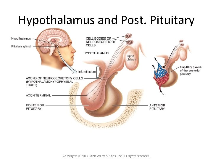 Hypothalamus and Post. Pituitary Copyright © 2014 John Wiley & Sons, Inc. All rights