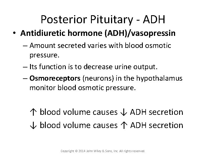 Posterior Pituitary - ADH • Antidiuretic hormone (ADH)/vasopressin – Amount secreted varies with blood