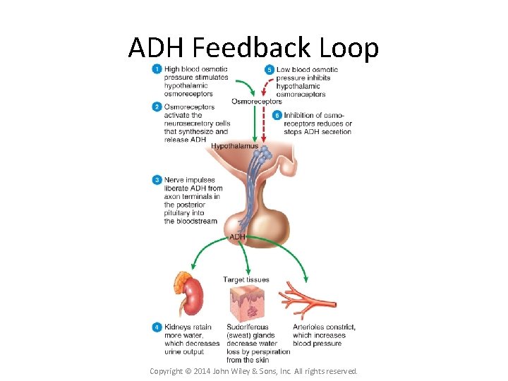 ADH Feedback Loop Copyright © 2014 John Wiley & Sons, Inc. All rights reserved.