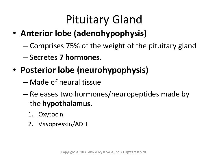 Pituitary Gland • Anterior lobe (adenohypophysis) – Comprises 75% of the weight of the