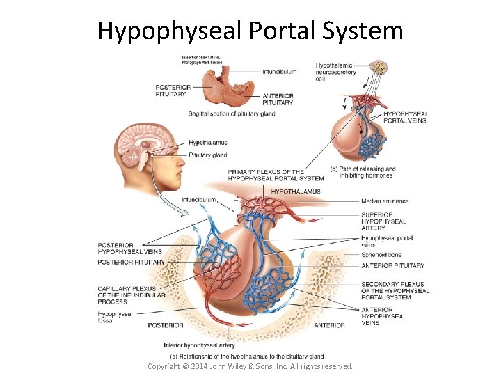 Hypophyseal Portal System Copyright © 2014 John Wiley & Sons, Inc. All rights reserved.