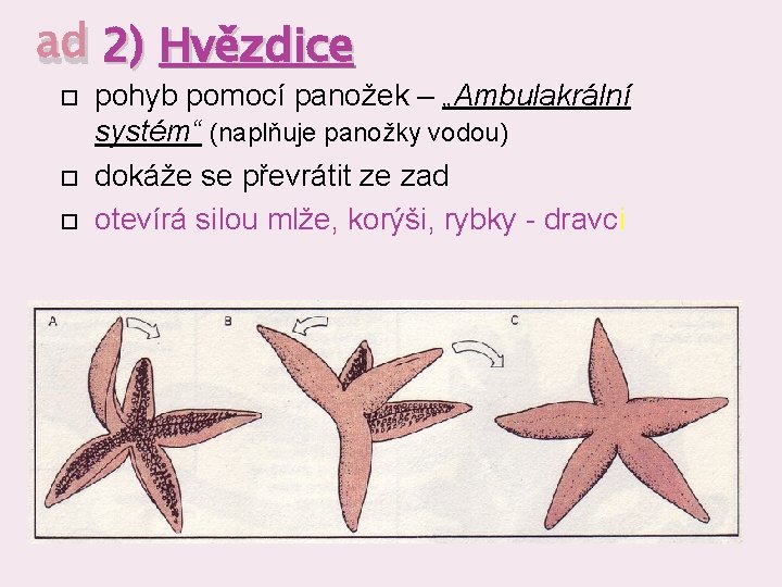 ad 2) Hvězdice pohyb pomocí panožek – „Ambulakrální systém“ (naplňuje panožky vodou) dokáže se