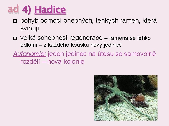 ad 4) Hadice pohyb pomocí ohebných, tenkých ramen, která svinují velká schopnost regenerace –