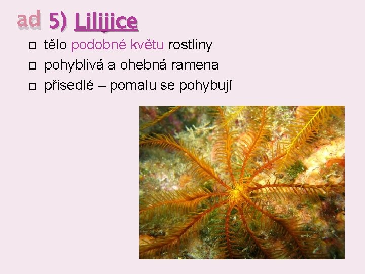 ad 5) Lilijice tělo podobné květu rostliny pohyblivá a ohebná ramena přisedlé – pomalu