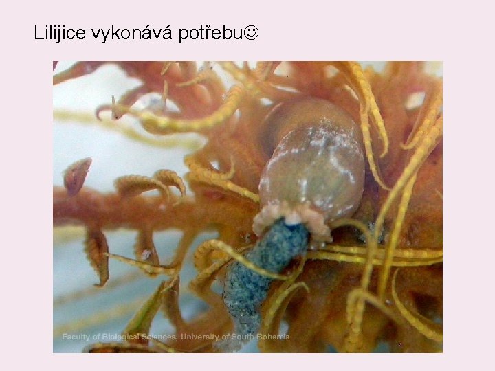 Lilijice vykonává potřebu 