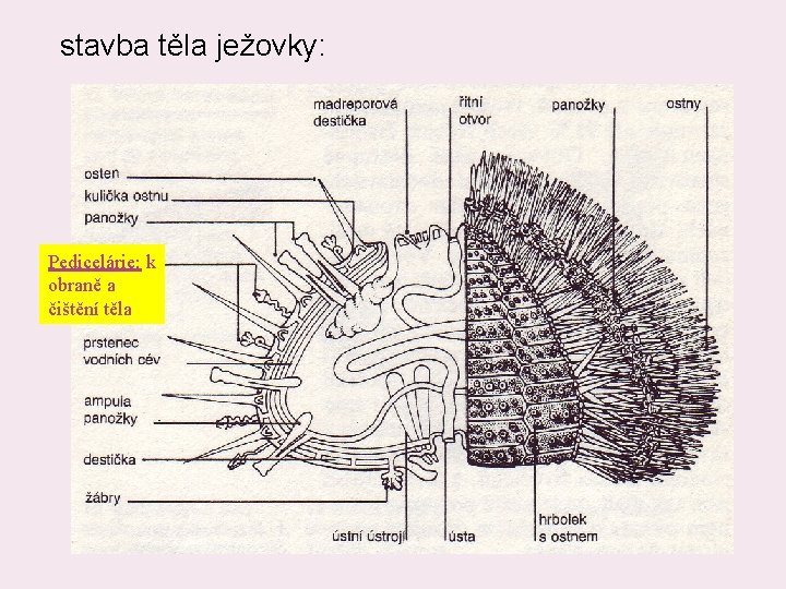 stavba těla ježovky: Pedicelárie: k obraně a čištění těla 