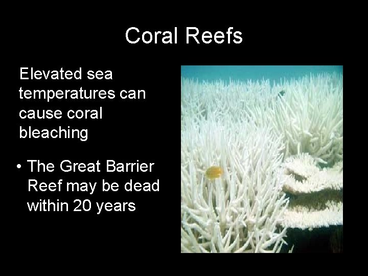 Coral Reefs Elevated sea temperatures can cause coral bleaching • The Great Barrier Reef