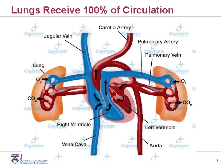 Lungs Receive 100% of Circulation 3 