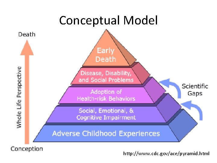 Conceptual Model http: //www. cdc. gov/ace/pyramid. html 