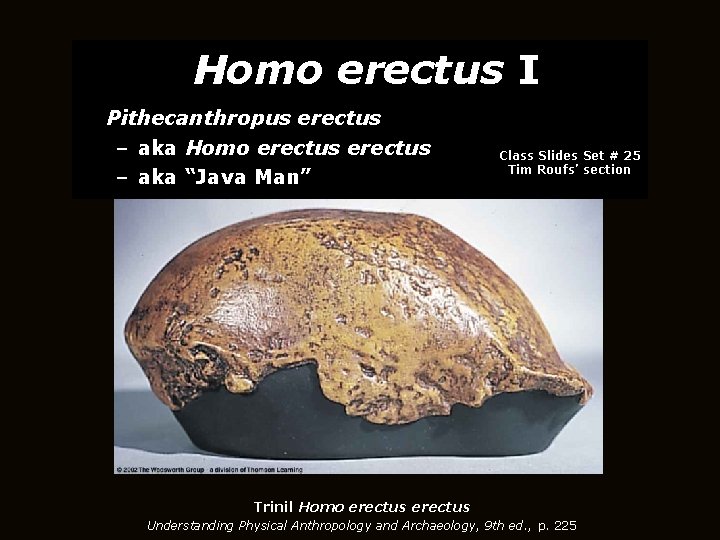 Homo erectus I Pithecanthropus erectus – aka Homo erectus – aka “Java Man” Class