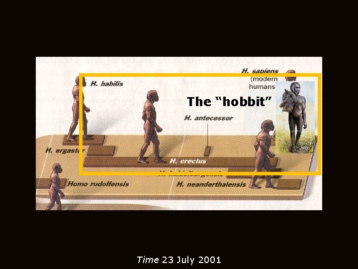 The “hobbit” Time 23 July 2001 
