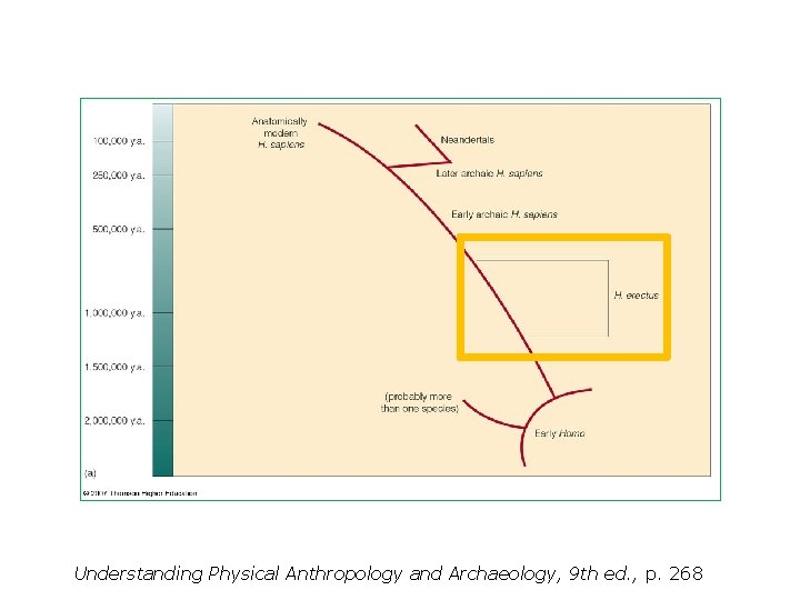 Understanding Physical Anthropology and Archaeology, 9 th ed. , p. 268 