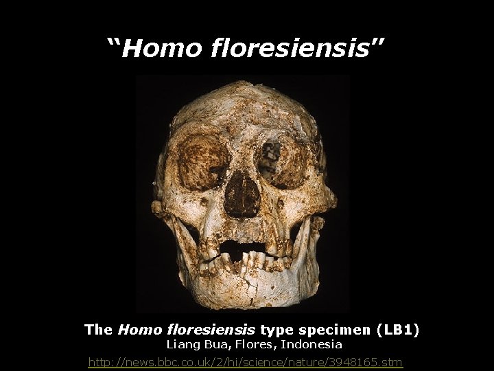 “Homo floresiensis” The Homo floresiensis type specimen (LB 1) Liang Bua, Flores, Indonesia http: